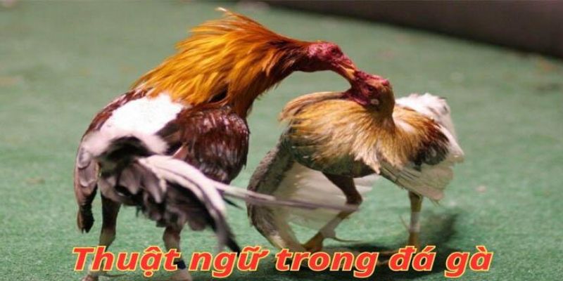 Kê thủ là một trong số các thuật ngữ trong đá gà chỉ người yêu thích đá gà