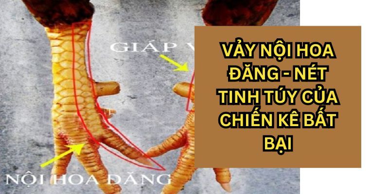 Khám phá đặc điểm chiến kê có vảy nội hoa đăng