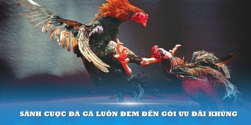 Sảnh cược đá gà luôn đem đến gói ưu đãi khủng