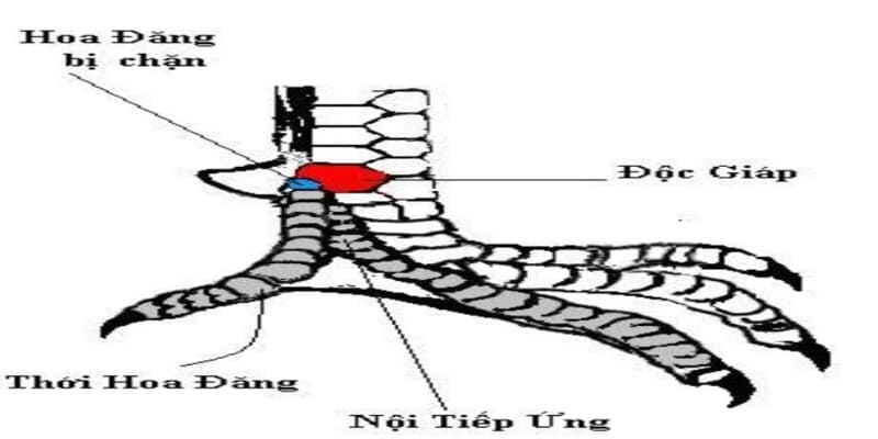 Độc giáp, đại giáp, liên giáp có đặc điểm riêng biệt