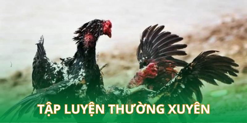 Cho gà luyện tập thường xuyên để luyện tập đá nạp hiệu quả