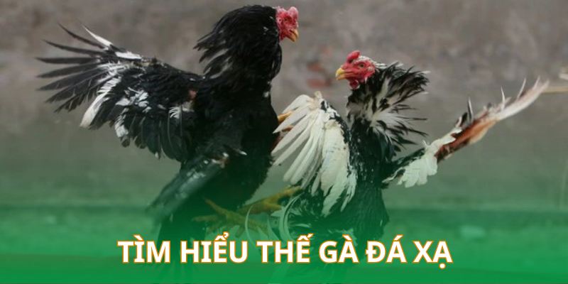 Tìm hiểu thế gà đá xạ hiếm gặp